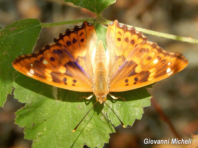 Parco del Ticino :incontri del 18/7/15